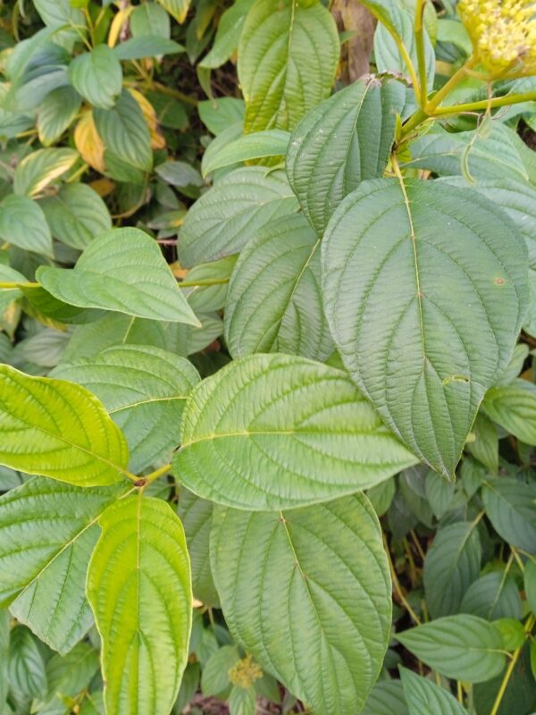 CORNUS stolonifera  'Flaviramea'  (Cornouiller à bois jaune) – Image 4