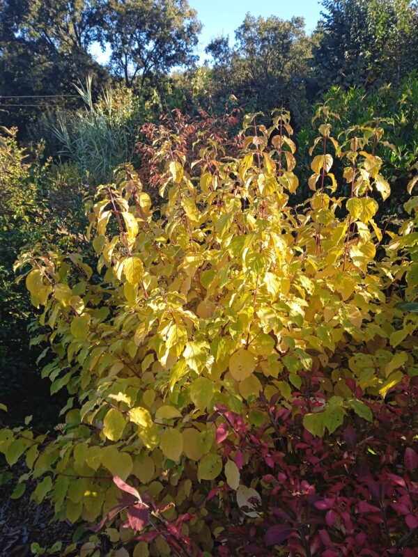 CORNUS sanguinea  'Midwinterfire'  (Cornouiller à bois orange) – Image 7