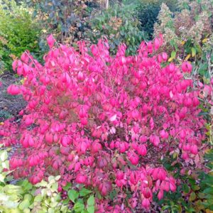 EUONYMUS alatus  'Compactus'  (Fusain aile à port compact)