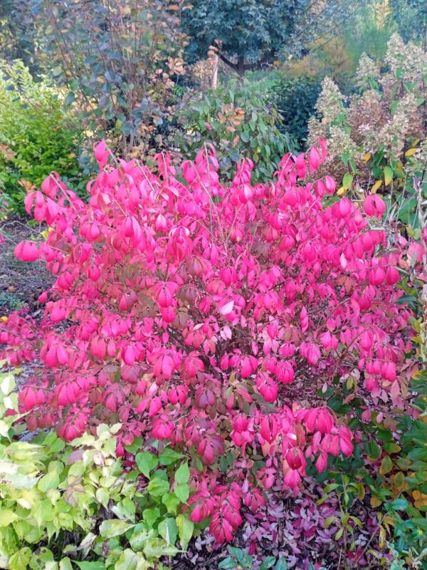 EUONYMUS alatus  'Compactus'  (Fusain aile à port compact)