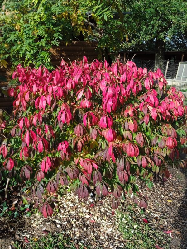 EUONYMUS alatus  (Fusain aile) – Image 7