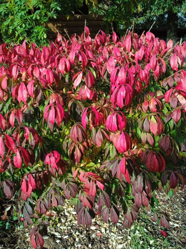 EUONYMUS alatus  (Fusain aile) – Image 8