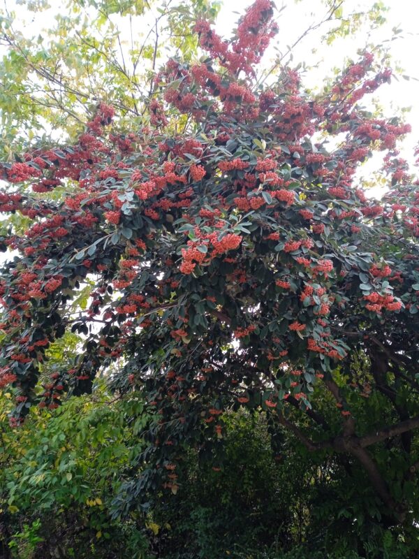 COTONEASTER lacteus