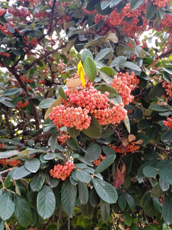 COTONEASTER lacteus – Image 3