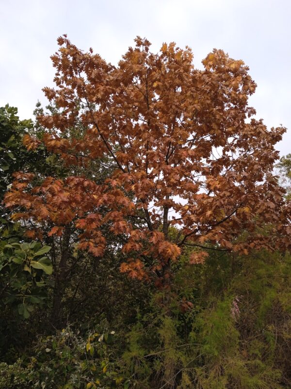 QUERCUS rubra (Chêne rouge d'Amérique) – Image 3