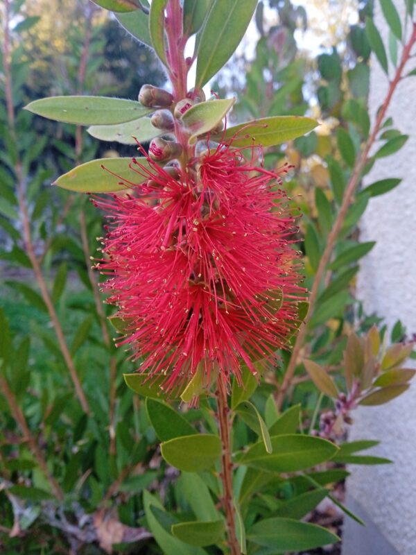 CALLISTEMON laevis  (Rince bouteille) – Image 3