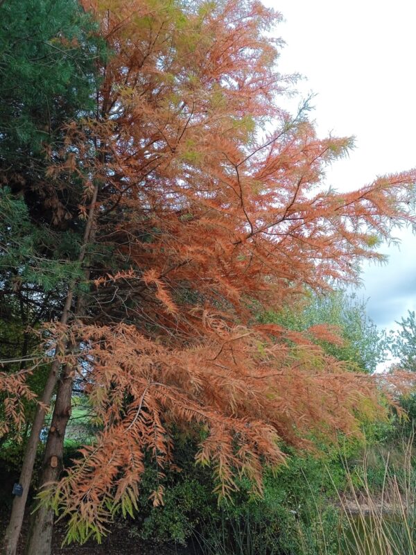 TAXODIUM distichum  (Cyprès chauve) – Image 4