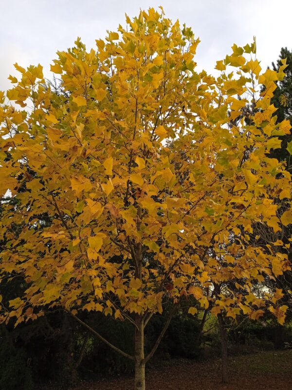 LIRIODENDRON tulipifera  (Tulipier de Virginie) – Image 4