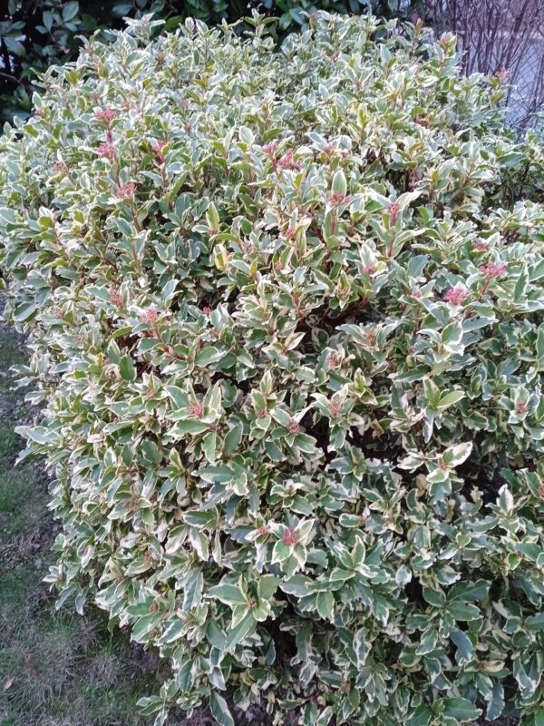 VIBURNUM tinus 'Variegatum'  (Viorne panaché ou laurier tin panaché) – Image 2