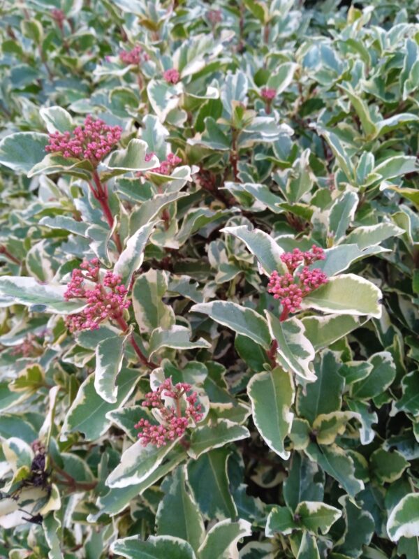 VIBURNUM tinus 'Variegatum'  (Viorne panaché ou laurier tin panaché) – Image 3
