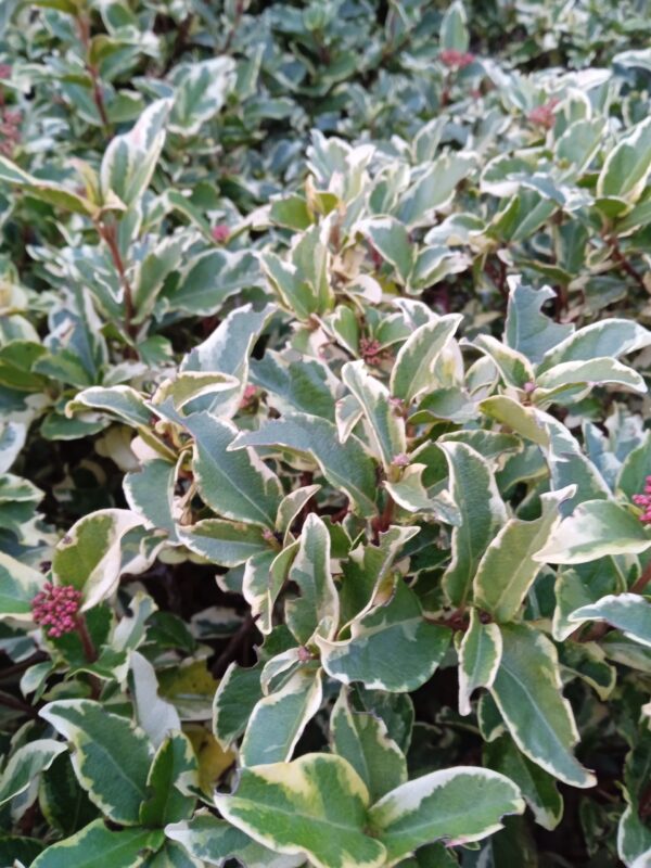 VIBURNUM tinus 'Variegatum'  (Viorne panaché ou laurier tin panaché) – Image 4