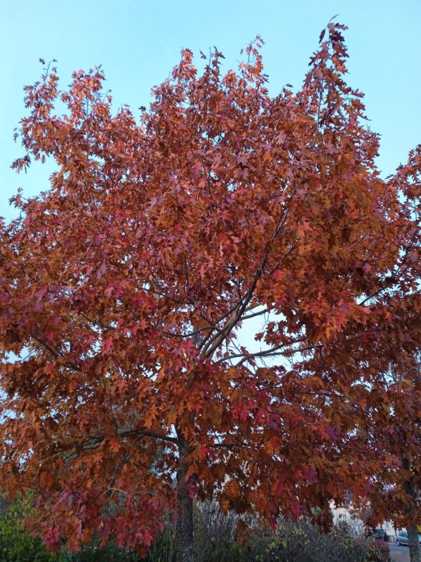 QUERCUS rubra (Chêne rouge d'Amérique) – Image 4