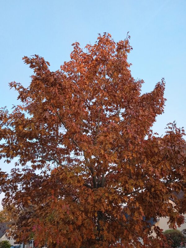 QUERCUS rubra (Chêne rouge d'Amérique) – Image 5