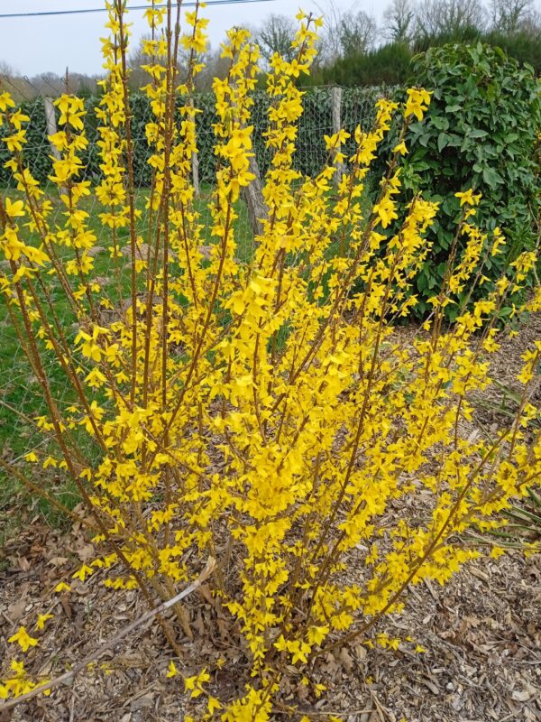 FORSYTHIA intermedia  'Lynwood gold' – Image 5