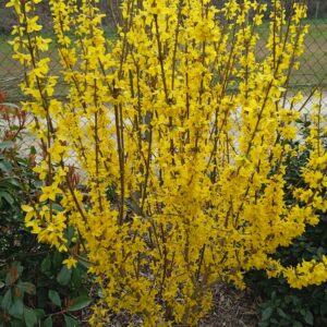 FORSYTHIA intermedia  'Lynwood gold'