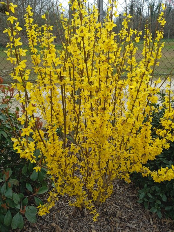 FORSYTHIA intermedia  'Lynwood gold'