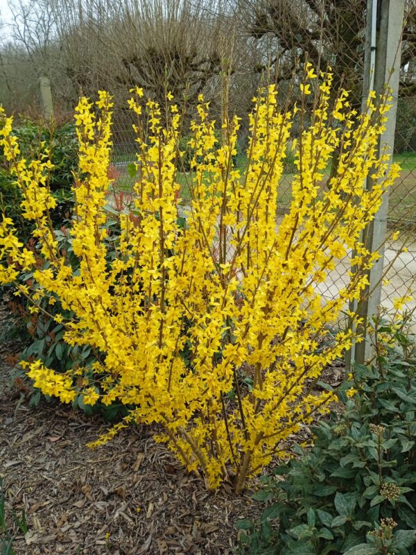 FORSYTHIA intermedia  'Lynwood gold' – Image 4