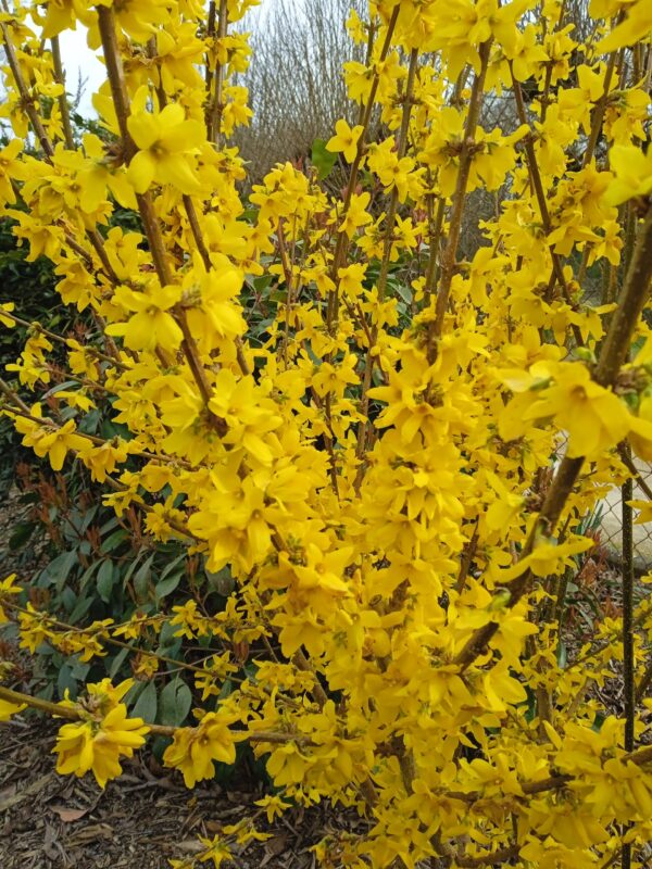 FORSYTHIA intermedia  'Lynwood gold' – Image 3