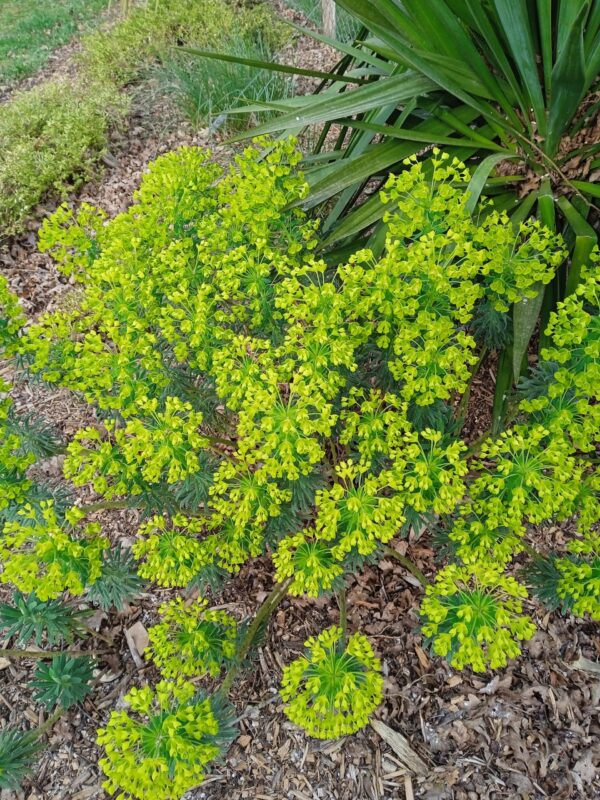 EUPHORBIA characias (Euphorbe) – Image 5