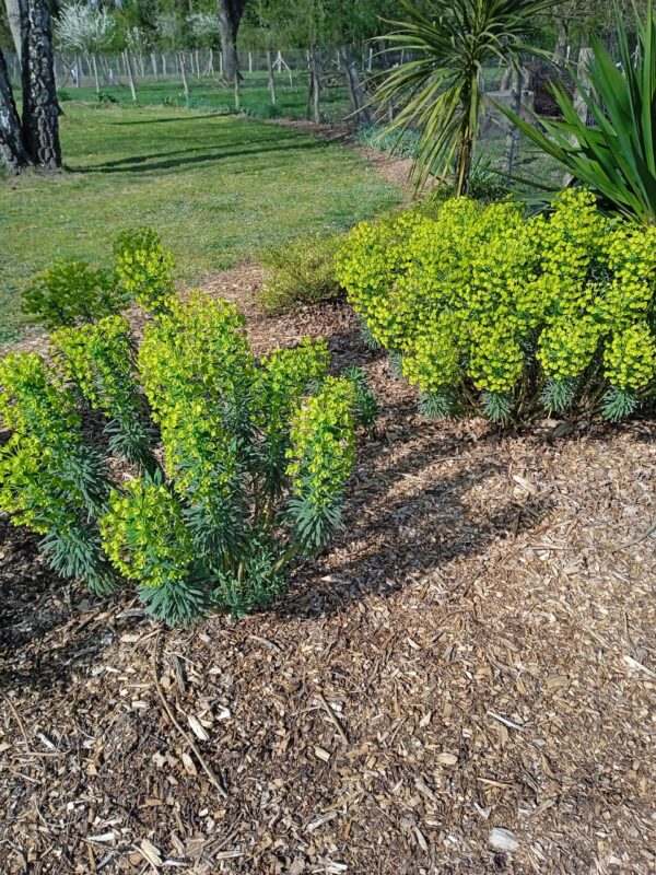 EUPHORBIA characias (Euphorbe) – Image 6