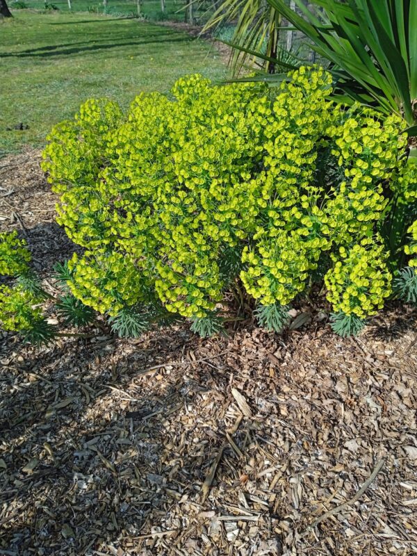 EUPHORBIA characias (Euphorbe) – Image 7