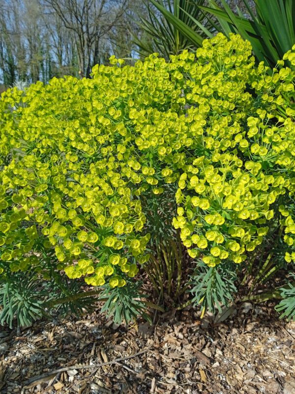 EUPHORBIA characias (Euphorbe) – Image 8