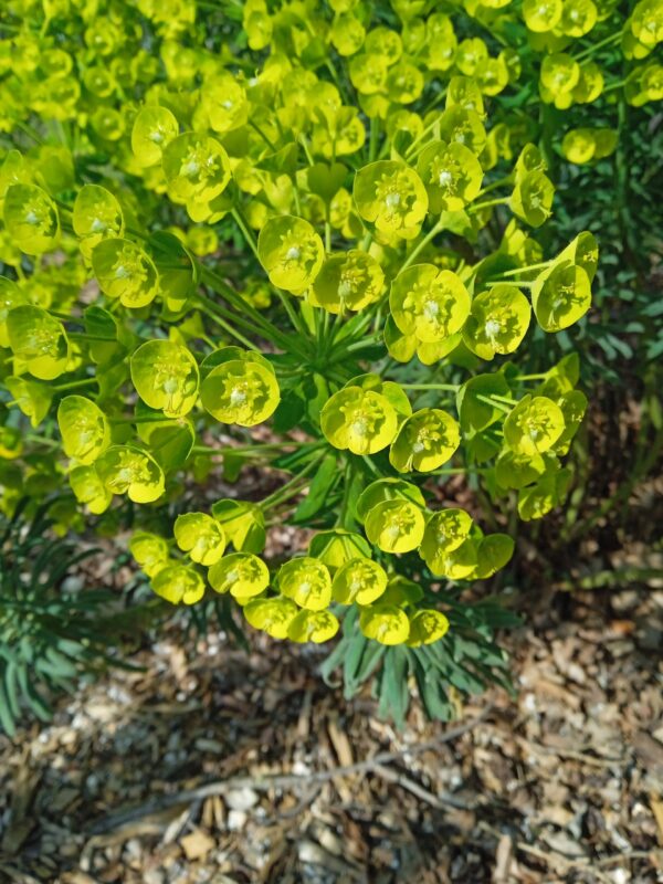 EUPHORBIA characias (Euphorbe) – Image 9