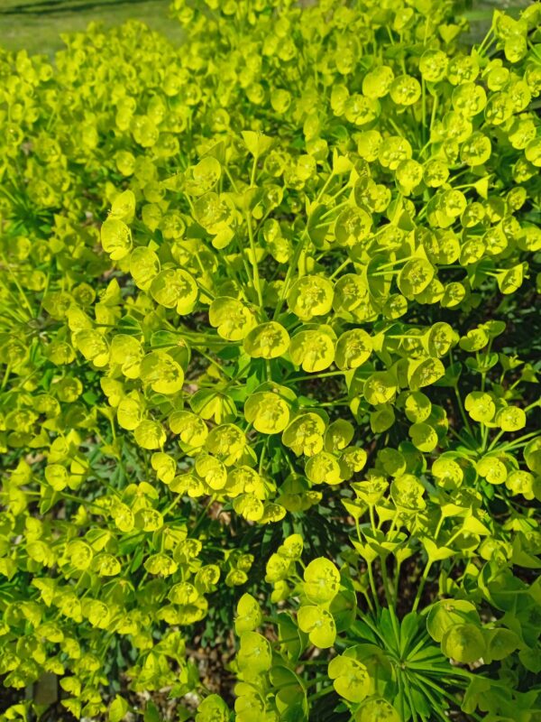 EUPHORBIA characias (Euphorbe) – Image 10