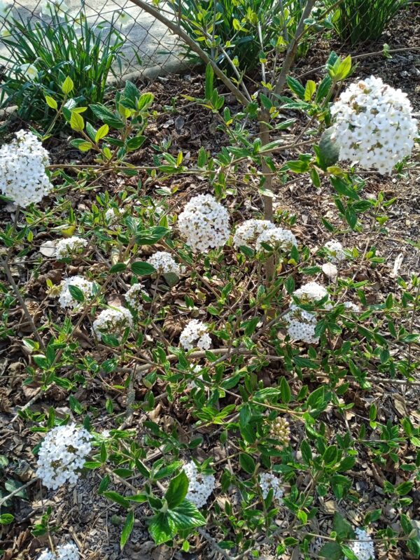 VIBURNUM carlesii (Viorne de Carles) – Image 2