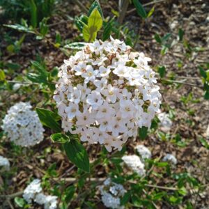 VIBURNUM carlesii (Viorne de Carles)