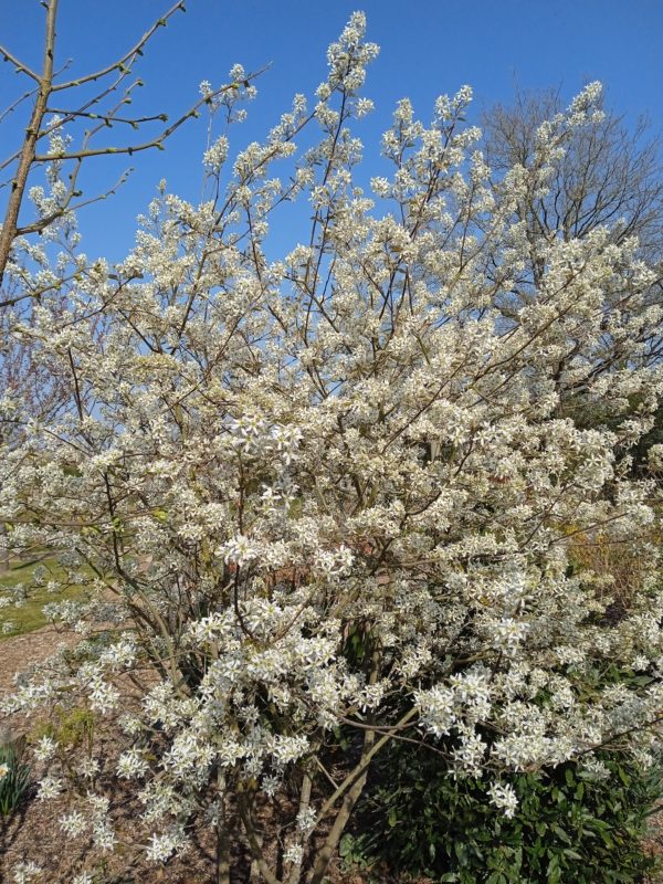 AMELANCHIER canadensis (Amélanchier du Canada) – Image 7