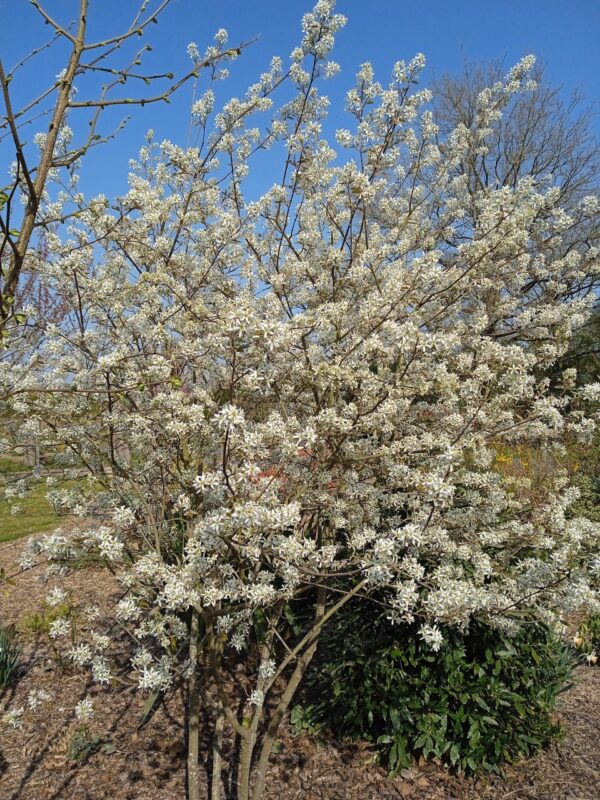 AMELANCHIER canadensis (Amélanchier du Canada) – Image 6