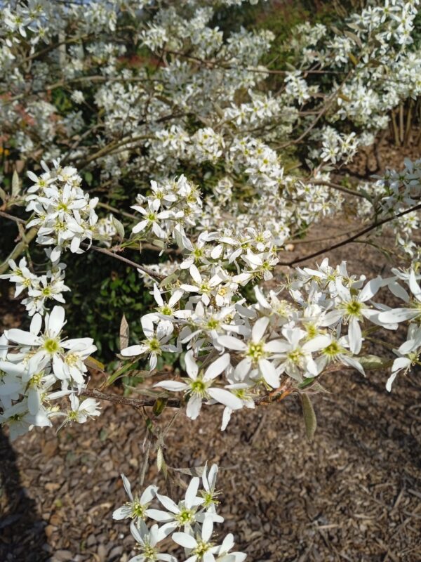 AMELANCHIER canadensis (Amélanchier du Canada) – Image 5