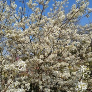 AMELANCHIER canadensis (Amélanchier du Canada)