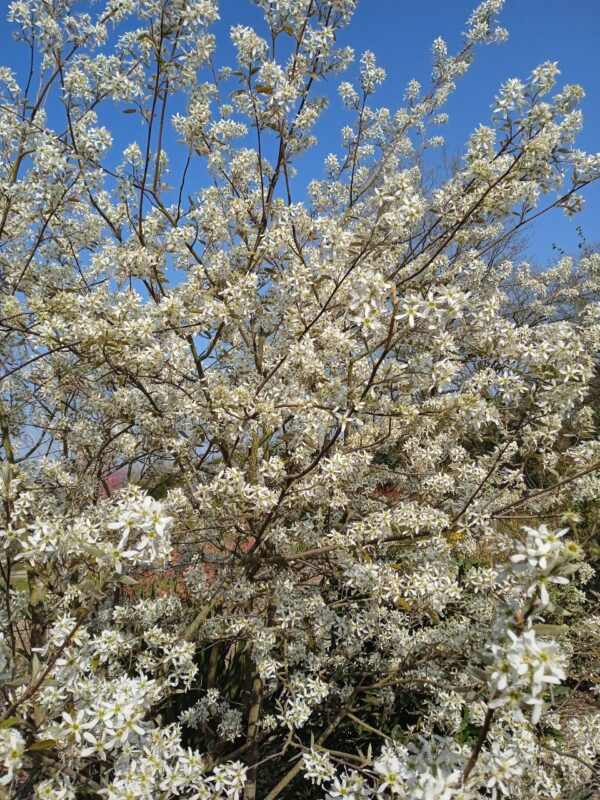 AMELANCHIER canadensis (Amélanchier du Canada)