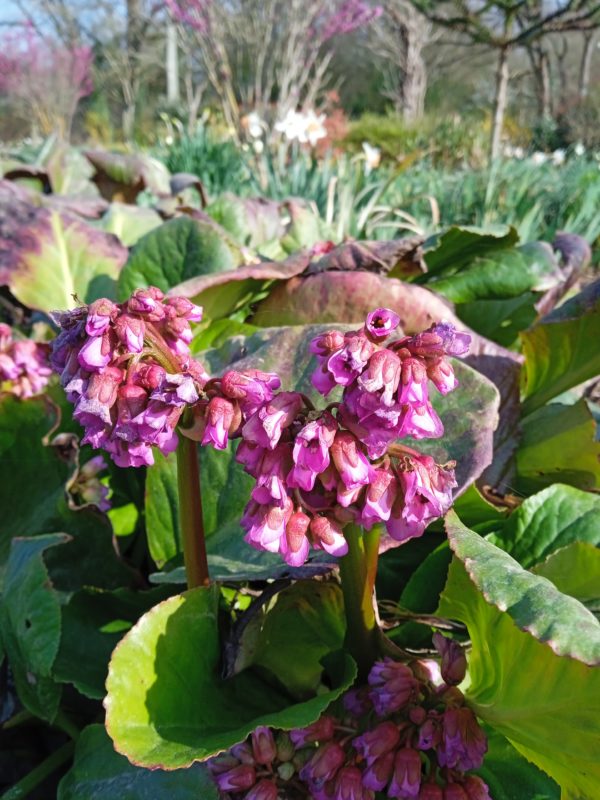 BERGENIA cordifolia – Image 7