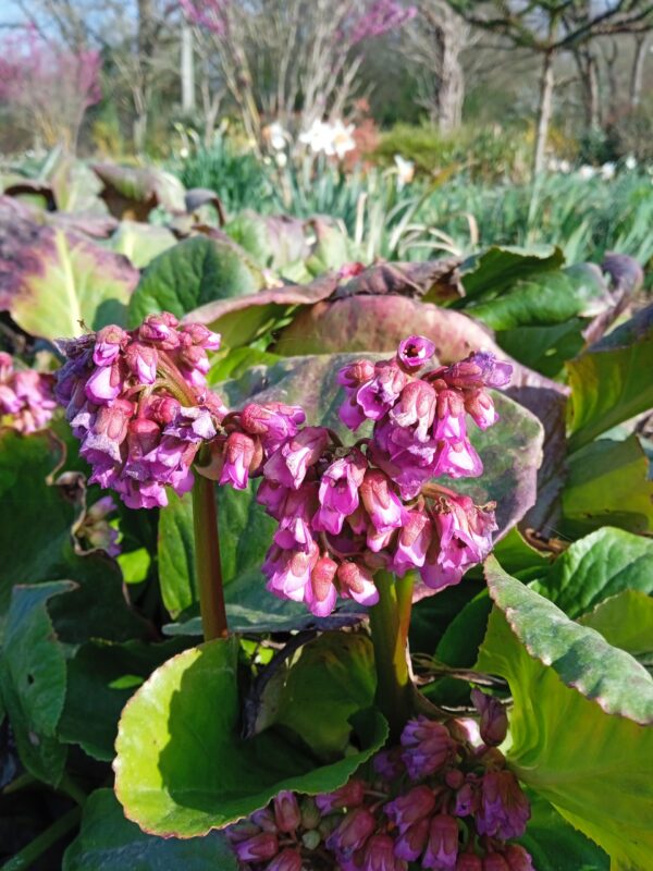 BERGENIA cordifolia – Image 7