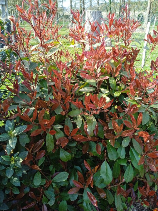 PHOTINIA x fraseri 'Red Robin' – Image 9