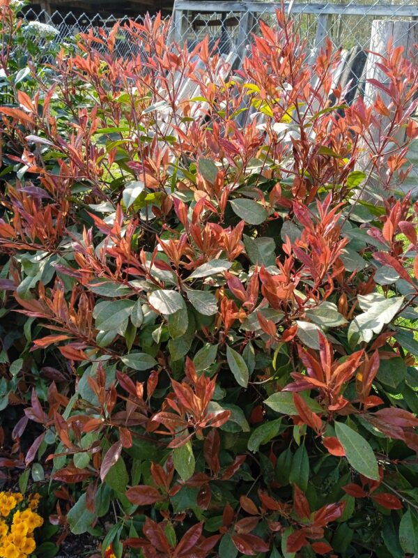 PHOTINIA x fraseri 'Red Robin' – Image 8