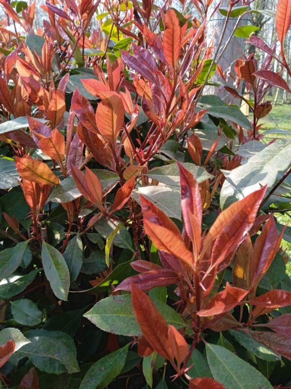 PHOTINIA x fraseri 'Red Robin' – Image 7