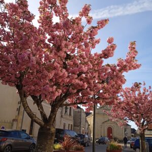 PRUNUS serrulata  'Kanzan'  (Cerisier à fleurs du Japon)