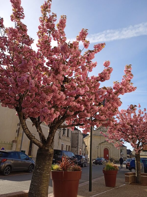 PRUNUS serrulata  'Kanzan'  (Cerisier à fleurs du Japon)