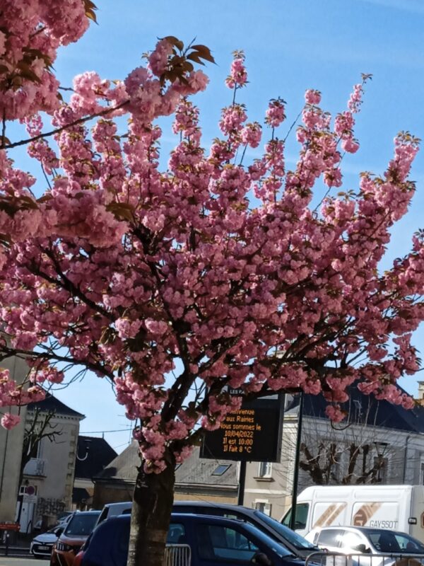 PRUNUS serrulata  'Kanzan'  (Cerisier à fleurs du Japon) – Image 8