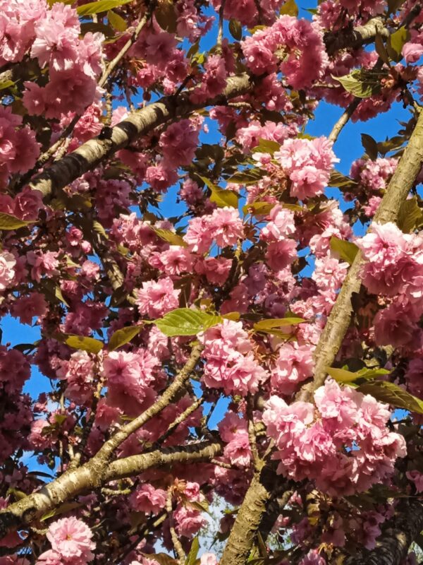 PRUNUS serrulata  'Kanzan'  (Cerisier à fleurs du Japon) – Image 7