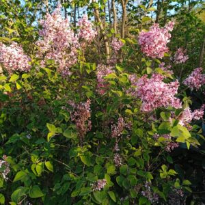 SYRINGA microphylla 'Superba' (Lilas à petites fleurs)