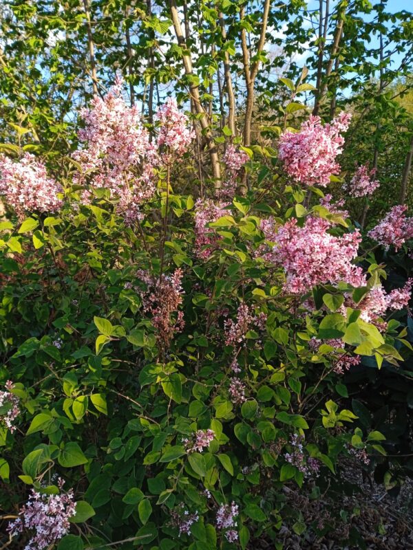 SYRINGA microphylla 'Superba' (Lilas à petites fleurs)