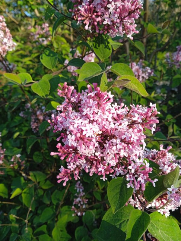 SYRINGA microphylla 'Superba' (Lilas à petites fleurs) – Image 2
