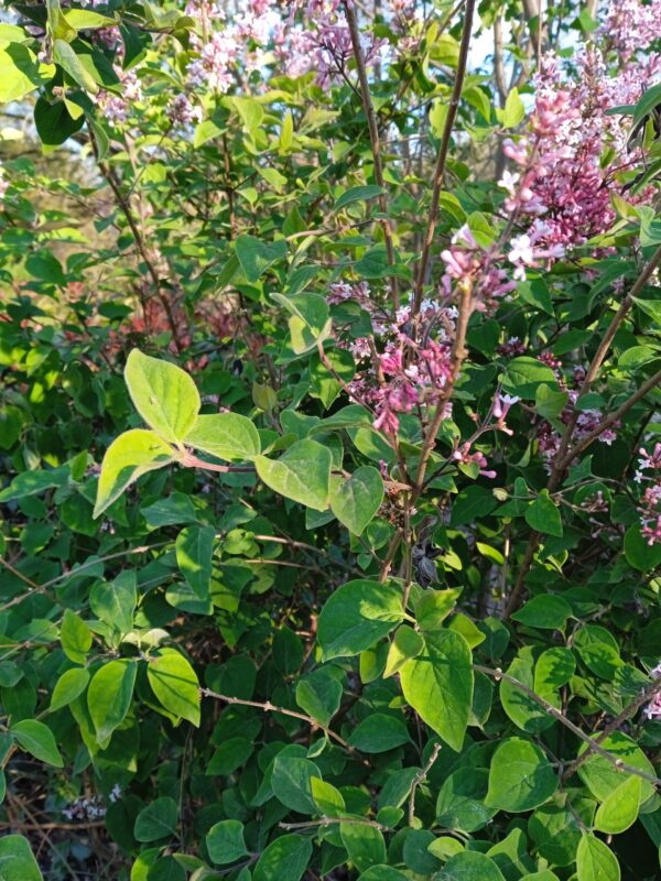 SYRINGA microphylla 'Superba' (Lilas à petites fleurs) – Image 3