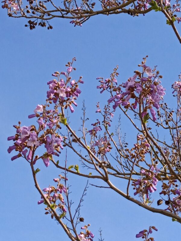 PAULOWNIA tomentosa (Arbre impérial) – Image 5