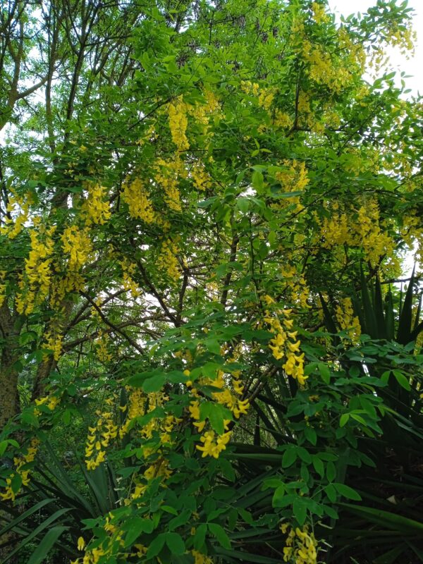 LABURNUM X watereri  'Vossii'  (Cytise) – Image 2